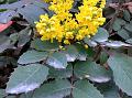 Holly-Leaf Barberry